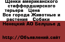 Щенки американского стаффордширского терьера › Цена ­ 20 000 - Все города Животные и растения » Собаки   . Ненецкий АО,Белушье д.